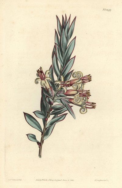 Trosbloemige styphelia, Styphelia triflora. Handgekleurde kopergravure door F. Sansom Jr. naar een illustratie van Sydenham Edwards uit William Curtis