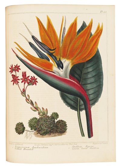 Spinrag Huislook en Canna Bladige Strelitzia door Sydenham Teast Edwards