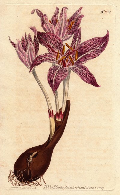Colchique saffraan des pres, uit het Botanical Magazine door Sydenham Teast Edwards
