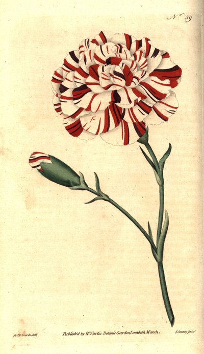 Gewone anjer, bloem anjer of kruidnagel anjer - Franklin