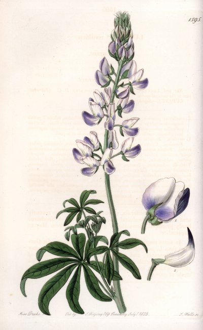 Gewone rivieroevers lupine door Sydenham Teast Edwards
