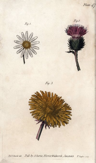 Samengestelde bloemen: prepacket, ezeldistel (of valse acanth onopordum) en paardenbloem. Gekleurde kopergravure, illustratie door Sydenham Edwards voor Conferences of Botanical, Botanical Garden of Lambeth door Sydenham Teast Edwards