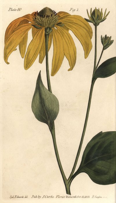 Zonnehoed of zwartogige susan, Rudbeckia hirta, Polygamia frustranea. Handgekleurde kopergravure door F. Sansom van een botanische illustratie door Sydenham Edwards voor William Curtis