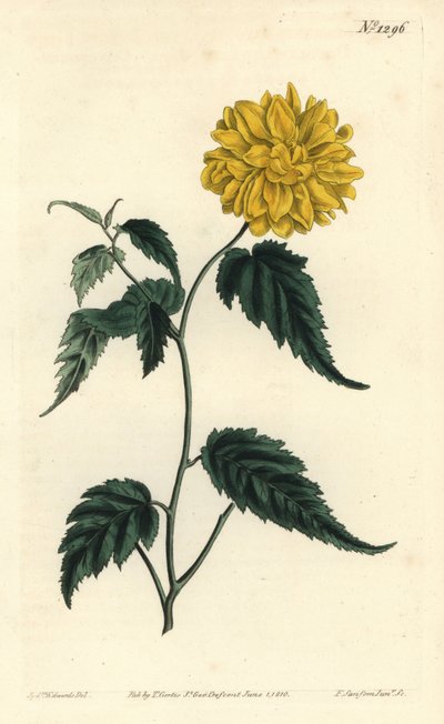 Corete du Japon - Dubbelbloemige Japanse roos, Kerria japonica (Dubbelbloemige Japan corchorus, Corchorus japonicus var. flore pleno). Handgekleurde kopergravure door F. Sansom Jr. naar een illustratie van Sydenham Edwards uit William Curtis