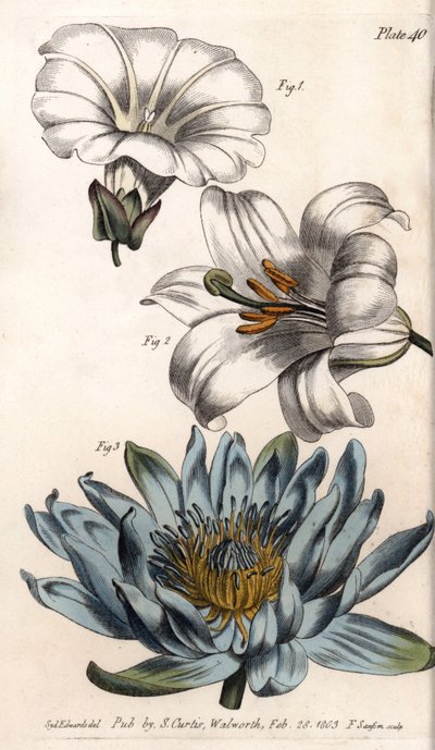Kroonblad: veldrand (bloem heeft een enkel bloemblad), lelie (hexapetaal) en lelie (polypetaal). Gekleurde kopergravure, illustratie door Sydenham Edwards voor Conferences of Botanical, Botanical Garden of Lambeth door Sydenham Teast Edwards