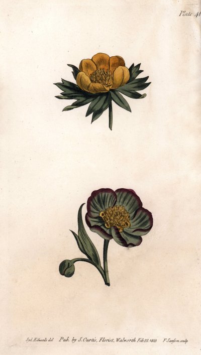 Kroon van winter eranth (of helleborine of winter aconit) en stinkende helleborus door Sydenham Teast Edwards