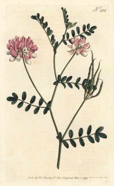 Coronilla bigaree, uit het Botanical Magazine door Sydenham Teast Edwards