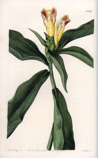 Costus variëteit - Plaat gegraveerd door S.Watts, naar een illustratie van Sarah Anne Drake (1803-1857), uit het Botanical Register van Sydenham Edwards (1768-1819), Engeland door Sydenham Teast Edwards