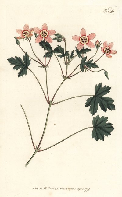 Ooievaarsbek - Vleeskleurige ooievaarsbek, Erodium incarnatum. Handgekleurde kopergravure door Sansom naar een illustratie van Sydenham Edwards uit William Curtis