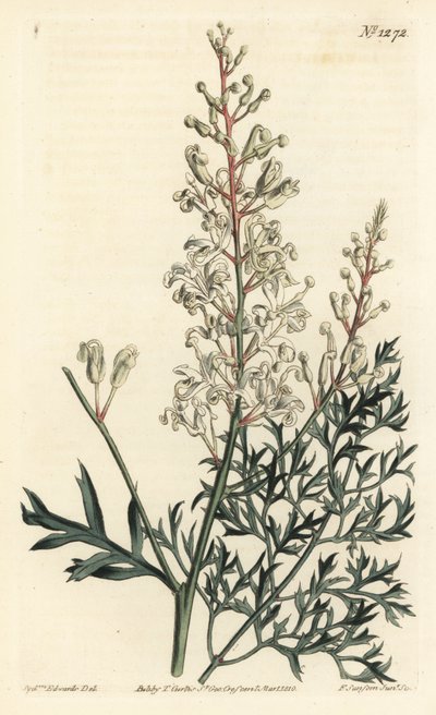 Krulstruik of boerenwormkruid - Krulstruik of peterselievaren (zwavel-wortelbladige lomatia), Lomatia silaifolia. Handgekleurde kopergravure door F. Sansom Jr. naar een illustratie door Sydenham Edwards uit William Curtis