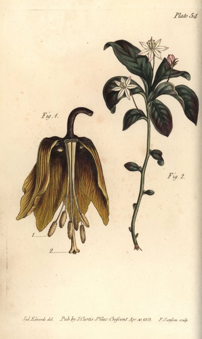 Keizerskroon bloem, Fritillaria imperialis, Haustrria door Sydenham Teast Edwards