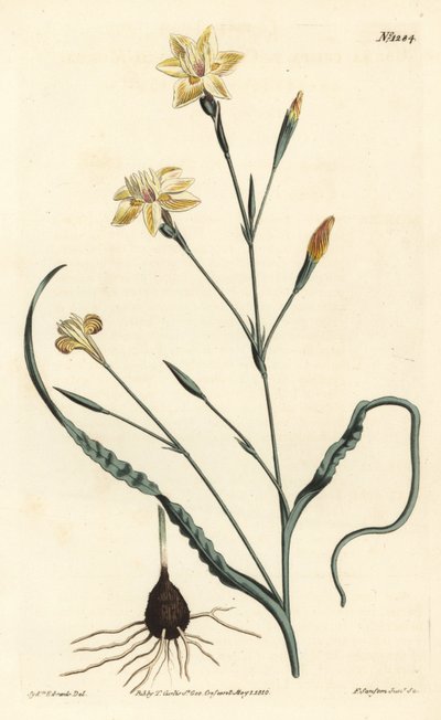 Krulbladige moraea, Moraea crispa - uit William Curtis