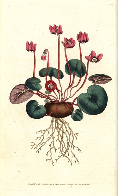 Cyclamen van Cos of Kaukasus - uit William Curtis