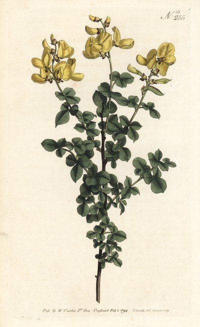 Cytisophyllum sessilifolium (Gewone cytisus, Cytisus sessilifolius) door Sydenham Teast Edwards