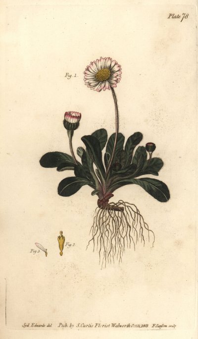 Madeliefje, Bellis perennis, Polygamia superflua. Handgekleurde kopergravure door F. Sansom van een botanische illustratie door Sydenham Edwards voor William Curtis