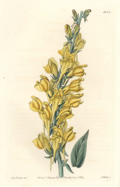Dalmatische linaria door Sydenham Teast Edwards