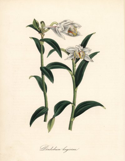 Dendrobium variëteit - Langhoornige dendrobium orchidee, Dendrobium longicornu. Gekopieerd uit Sydenham Edwards