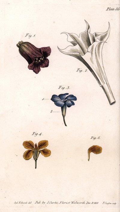 Verschillende corolles: de belladonna, de stramoine datura, de grote maagdenpalm en de giroflee van de muren, uit Botanical Conferences door Sydenham Teast Edwards