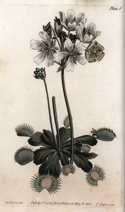 Dionee vangt vlieg of wolfval, uit Botanical Conferences door Sydenham Teast Edwards
