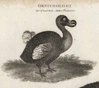 Dodo, Raphus cucullatus, uitgestorven loopvogel door Sydenham Teast Edwards