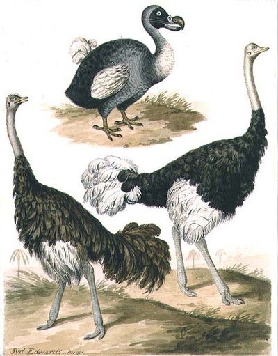 Dodo en Struisvogel door Sydenham Teast Edwards