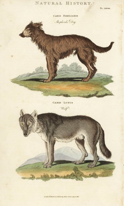 Hond en Wolf - Herdershond, Canis familiaris, en wolf, Canis lupus. Handgekleurde kopergravure naar Sydenham Edwards uit John Mason Good