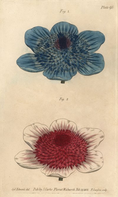 Dubbele blauwe anemoon en dubbele anemoonvariëteiten, uit William Curtis