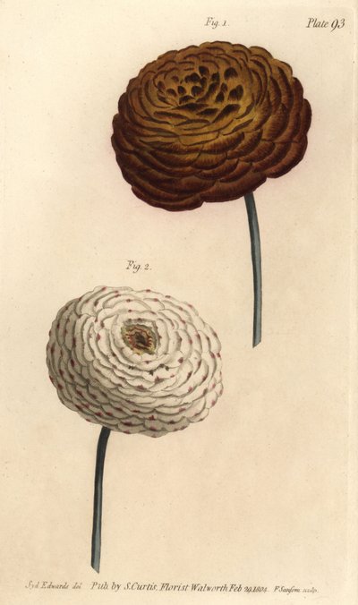 Dubbele ranonkel variëteiten, Perzische boterbloem, Ranunculus asiaticus. Handgekleurde kopergravure door F. Sansom naar een botanische illustratie door Sydenham Edwards voor William Curtis