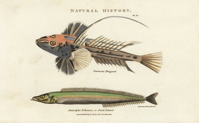 Dragonnet lier en lancon equille - Gewone dragonet, Callionymus lyra, en kleine zandspiering of zandlans, Ammodytes tobianus. Handgekleurde kopergravure naar Sydenham Edwards uit John Mason Good