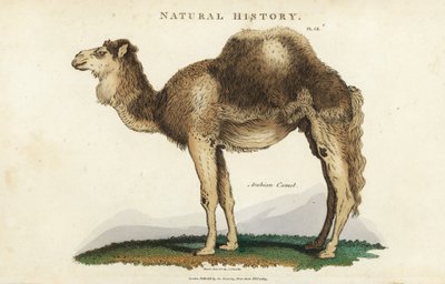 Dromedaris - Arabische, dromedaris of eenbultige kameel, Camelus dromedarius door Sydenham Teast Edwards