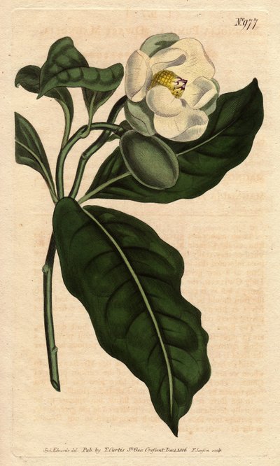 Dwerg magnolia, met witte bloem, inheems in China en Java. Magnolia coco (Magnolia pumila) door Sydenham Teast Edwards