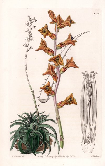 Dyckia, vetplant met oranje bloemen, inheems in Brazilië - uit het Botanical Register van Sydenham Edwards (1768-1819), Engeland door Sydenham Teast Edwards