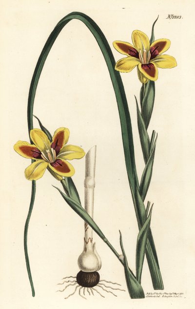 Elegante moraea, Moraea elegans door Sydenham Teast Edwards