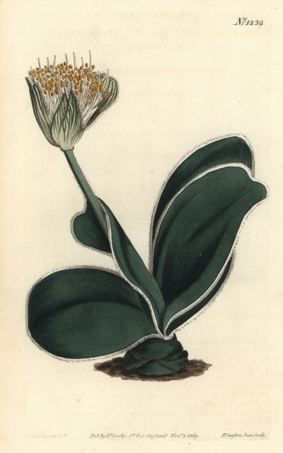 Olifantsoor - Witbloemige haemanthus, Haemanthus albiflos. Handgekleurde kopergravure door F. Sansom Jr. naar een illustratie van Sydenham Edwards uit William Curtis