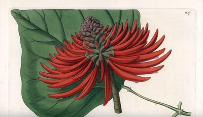Erythrina variëteit, tropische rode bloeiende boom door Sydenham Teast Edwards