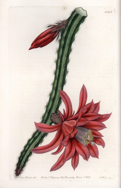 Escalerende Cactier - Gegraveerde plaat door S.Watts, uit een illustratie van Sarah Anne Drake, uit het Botanical Register van Sydenham Edwards, Engeland door Sydenham Teast Edwards