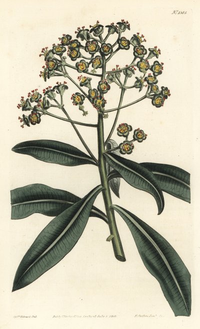 Honingwolfsmelk, Euphorbia mellifera - uit William Curtis