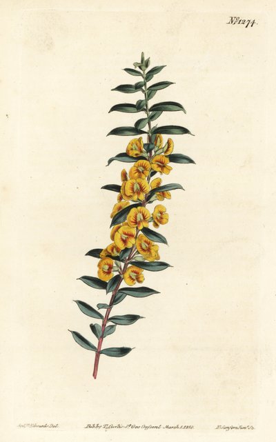 Eutaxia myrtifolia (Kruisbladige dillwynia, Dillwynia obovata). Handgekleurde kopergravure door F. Sansom Jr. naar een illustratie van Sydenham Edwards uit William Curtis