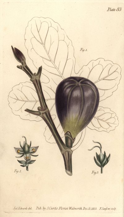 Vijg, Ficus carica, uit William Curtis