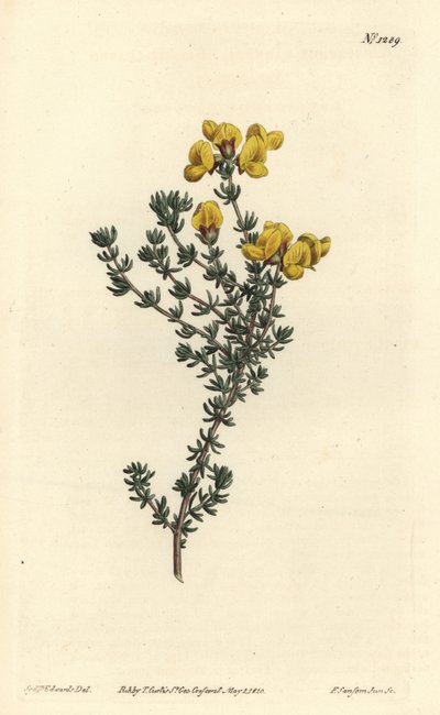 Vlezigbladige aspalathus, Aspalathus carnosa. Handgekleurde kopergravure door F. Sansom Jr. naar een illustratie van Sydenham Edwards uit William Curtis