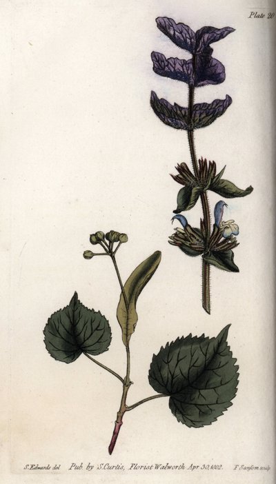 Bloembladeren en violette boeket van eindstandige schutbladen van groene salie (of horminesalie) en lindebomen door Sydenham Teast Edwards