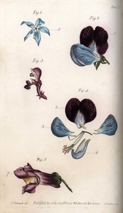 Bloei van officinale borage en erwt (peulvrucht) door Sydenham Teast Edwards