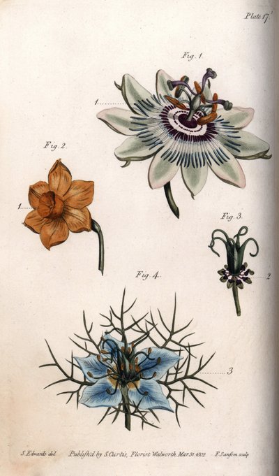 Bloemen van passievrucht of passiebloemen, narcissen en nigella, uit Botanical Conferences door Sydenham Teast Edwards