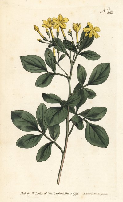 Geurige jasmijn - Zoetste jasmijn, Jasminum odoratissimum door Sydenham Teast Edwards