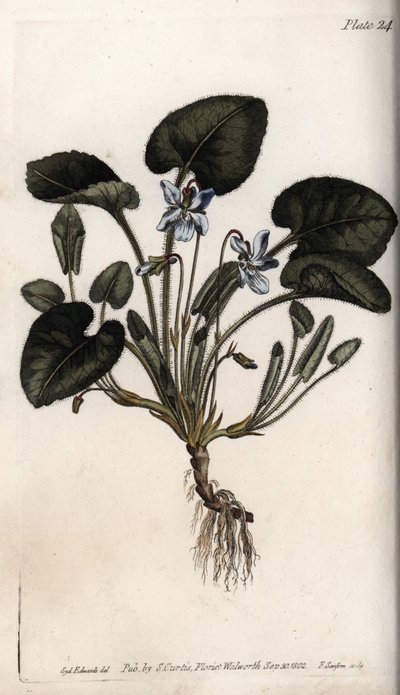 Geurige viooltje. Gekleurde kopergravure, illustratie door Sydenham Edwards voor Conferences of Botanical, Botanical Garden of Lambeth door Sydenham Teast Edwards