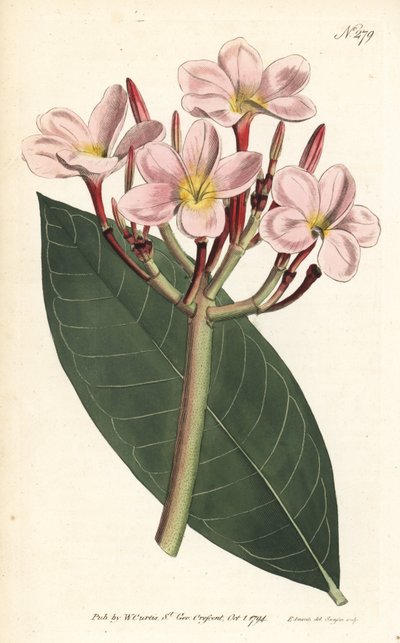 Frangipani door Sydenham Teast Edwards