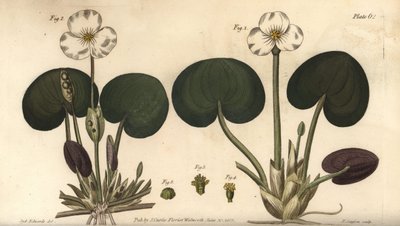 Kikkerbeet, Hydrocharis morsus-ranae, Dioecia, vrouwelijke plant 1,4, mannelijke plant 2,3. Handgekleurde kopergravure door F. Sansom naar een botanische illustratie door Sydenham Edwards voor William Curtis