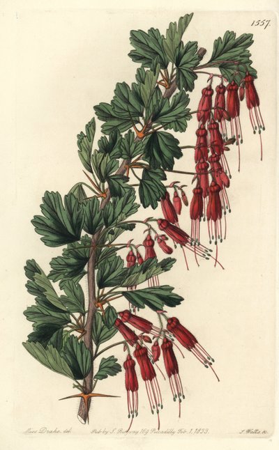 Fuchsiabloem of Californische fuchsia, uit het Botanical Register door Sydenham Teast Edwards