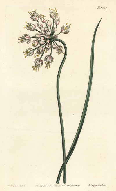 Knikkende ui, damessjalot of gebogen knoflook, Allium cernuum - uit William Curtis