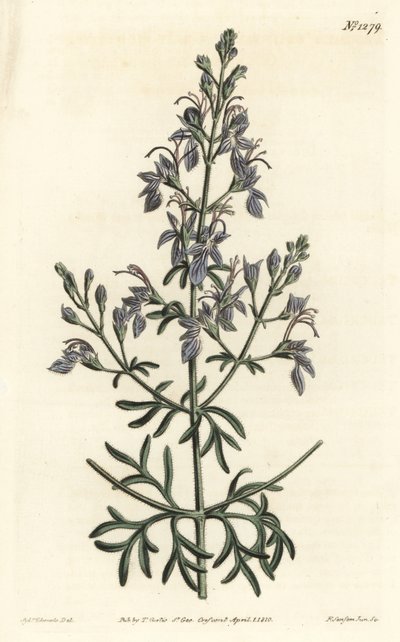 Germandree d